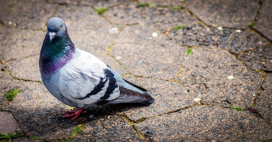 Pigeon Stone Ground