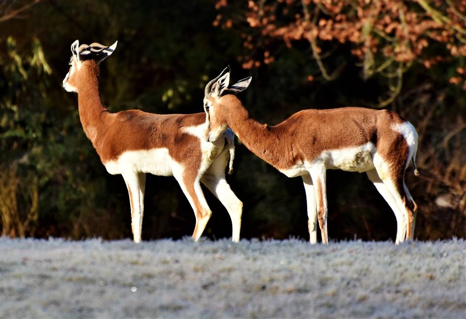 Gazelle Antelope Wild Animal