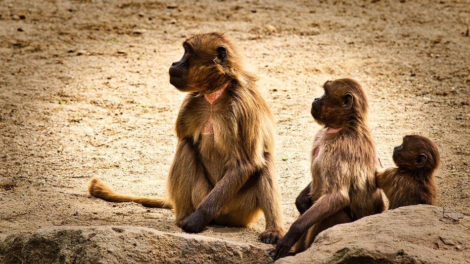 Dschelada The Blood Breast Baboons