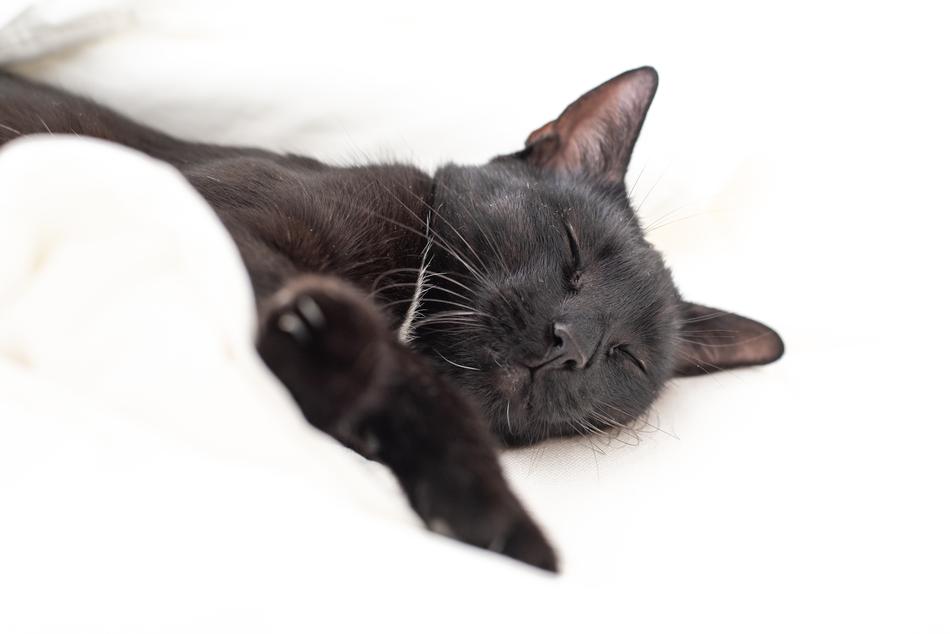 Kitten Cat Black