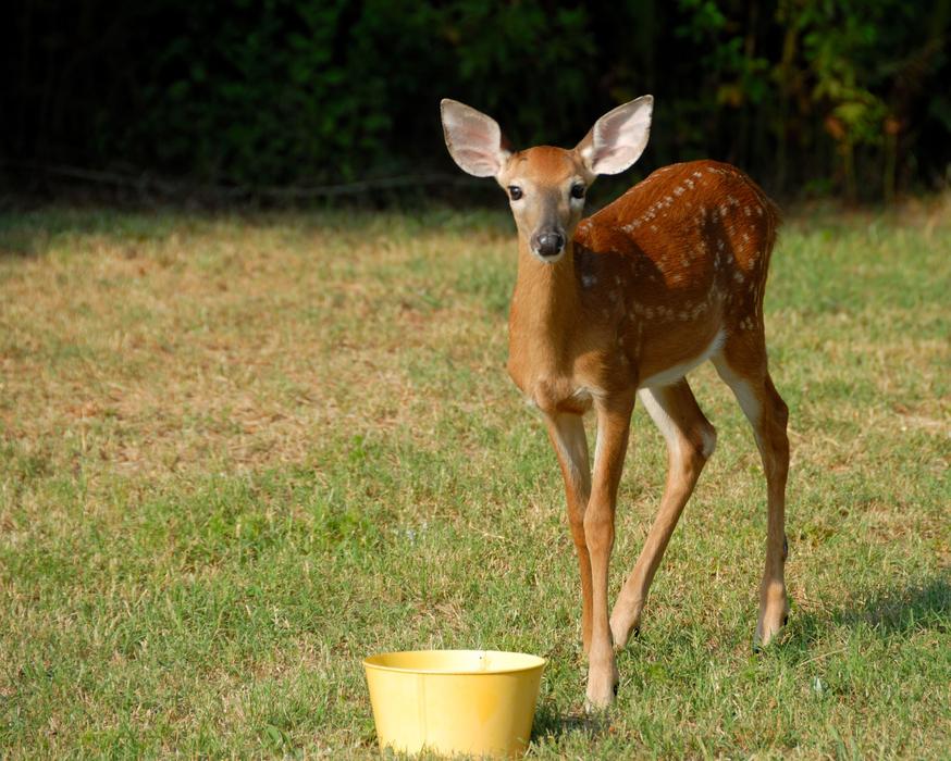 Mammal Deer Grass