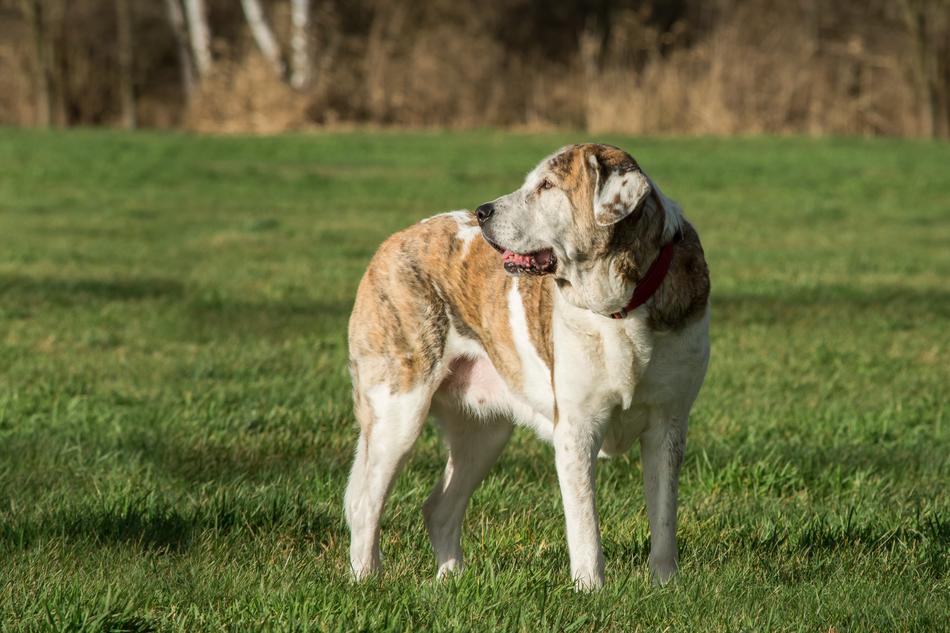 Dog Mammal Animal