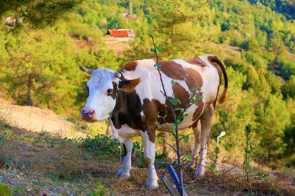 Cow Cattle Animal