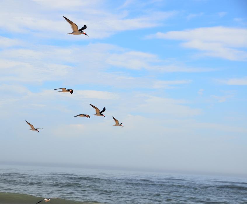 Bird Seagulls Nature