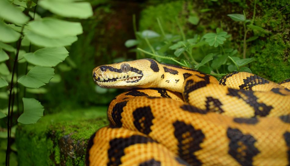 Snake Reptile Animal World