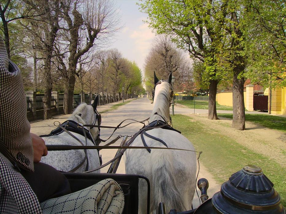 Carriage White Horses Ride