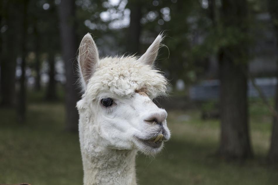 Llama Face Alpaca