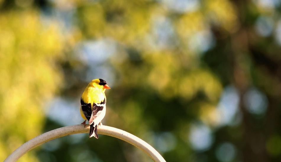 yellow and black bird blur photo