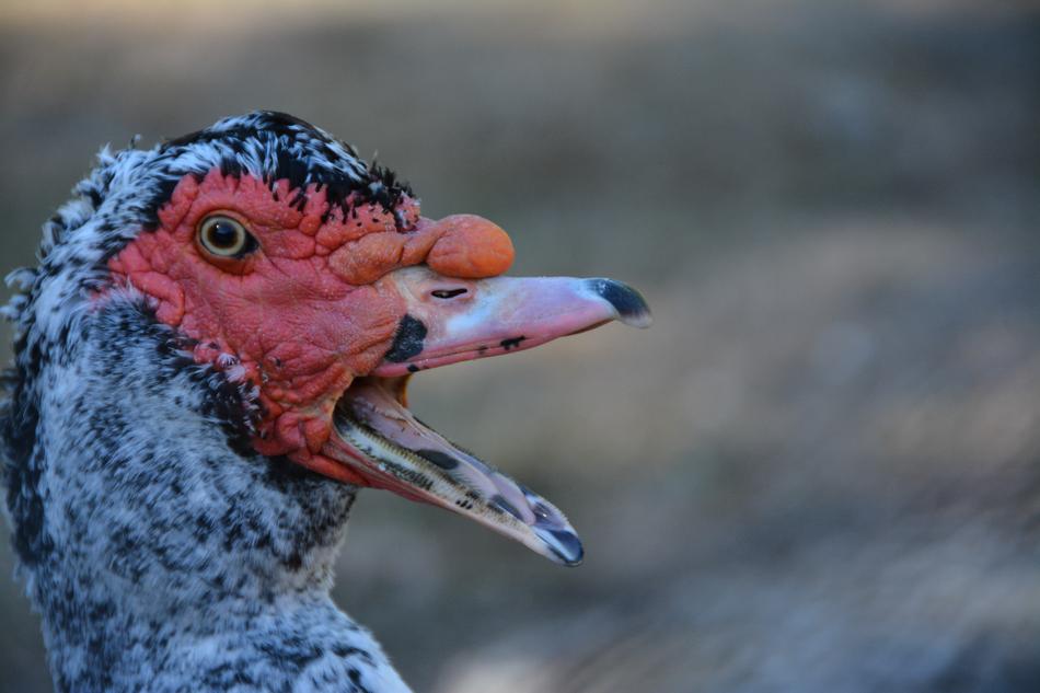 Duck Barbarism Beak