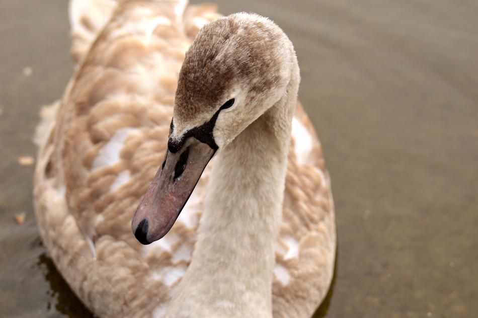 the beautiful swan in the lake
