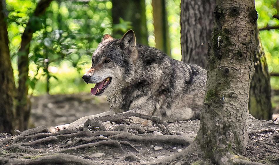 Wolf Wild Animal Beautiful