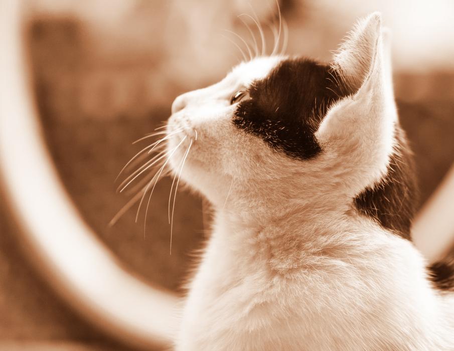 Cute kitty monochrome photo
