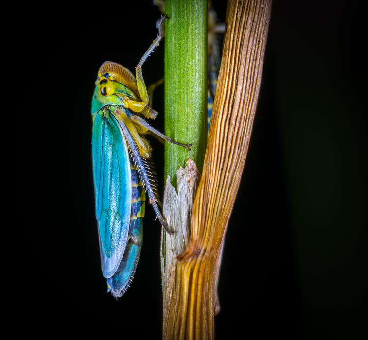 blue grasshopper on the branch