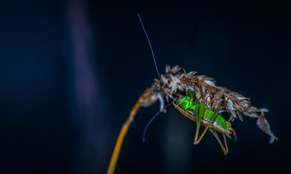 Insect Nature Bespozvonochnoe