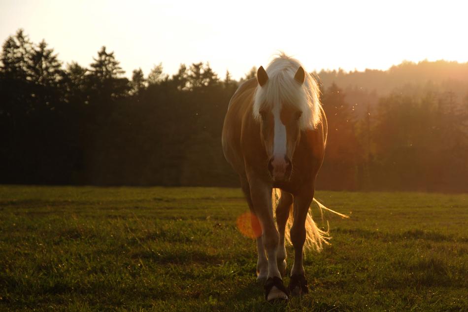 Horse Animal on Pasture at sunlight