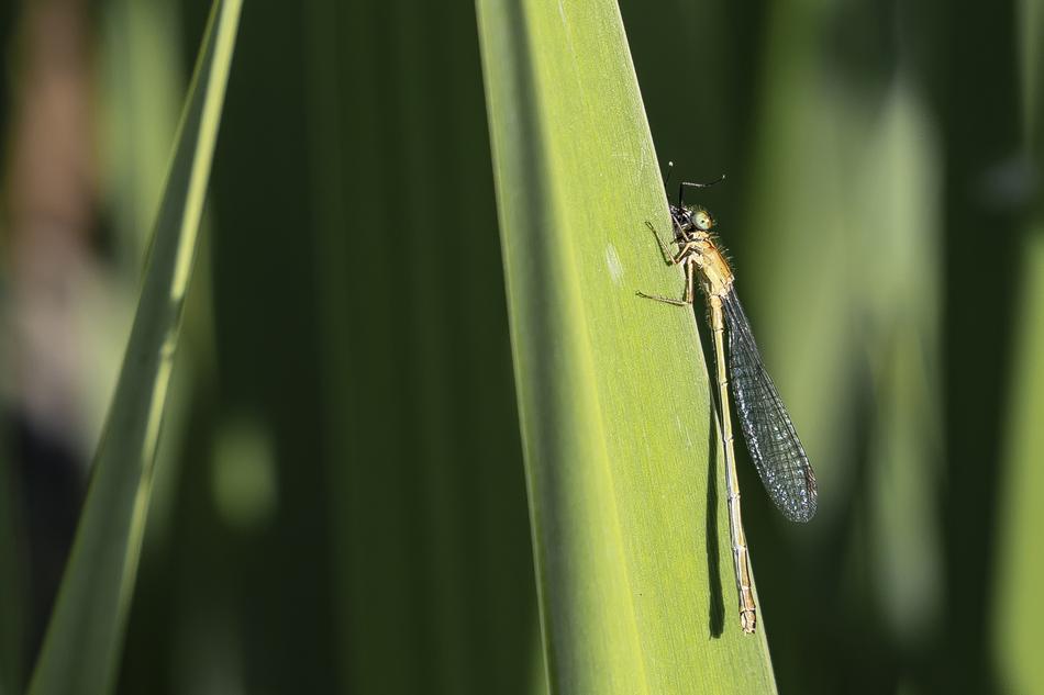 Dragonfly Insect