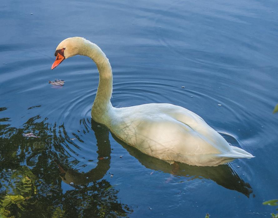 Swan Ave White