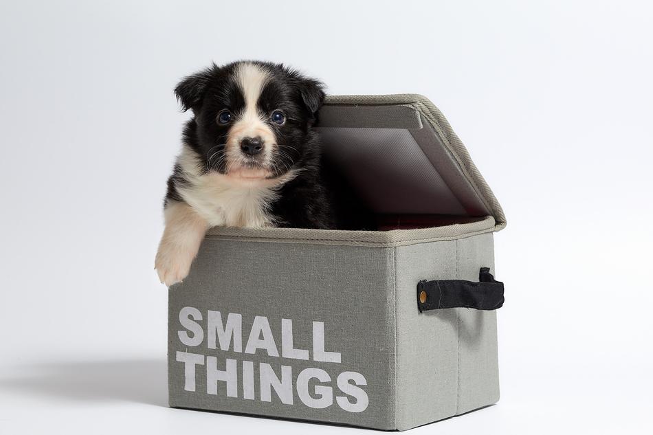 Dog Isolated Small