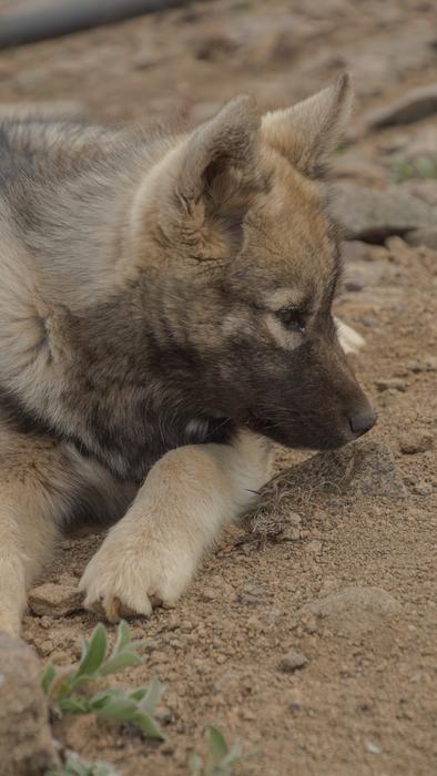 Puppy Dog nature macro