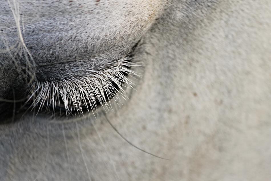 Eye Eyelashes Horse