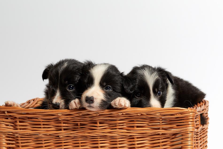 Cute Basket Pet
