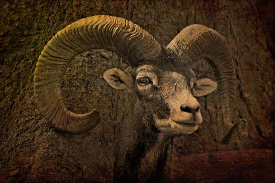 Animal Mammal Bock