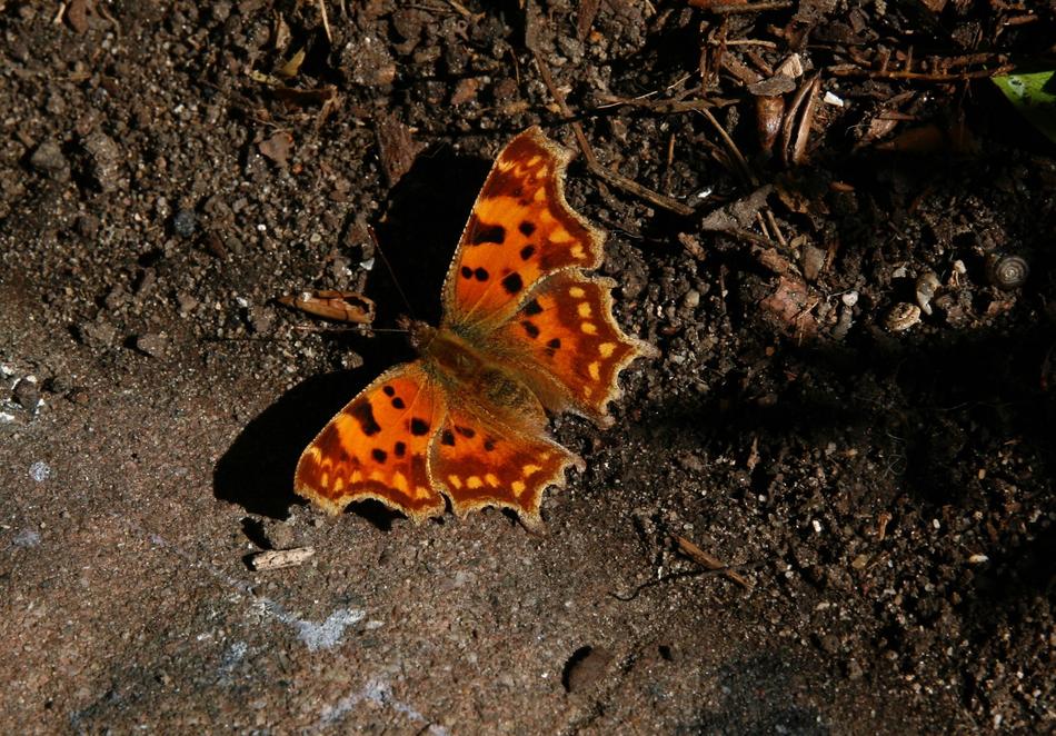 Insect Butterfly nature macro