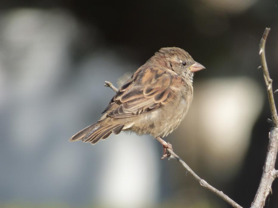 Ornithology Bird House Sparrow