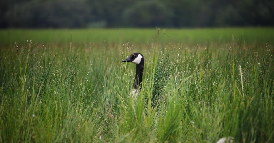 Goose Bird Grass