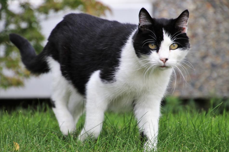 Tomcat Hunting Coat