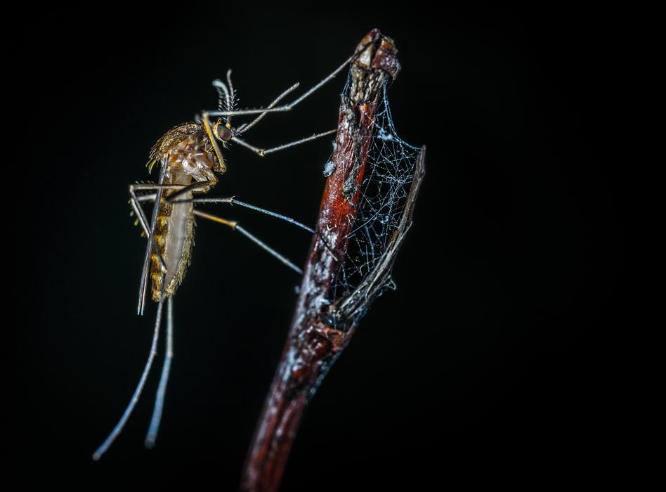 Insect Macro The Mosquito