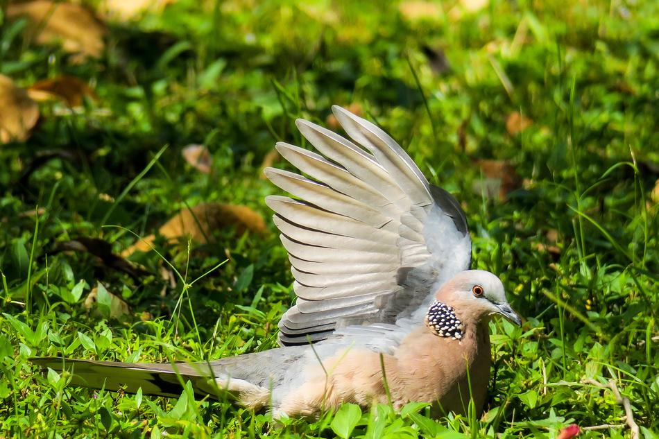 Bird Feather Wings