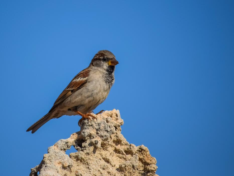 Sparrow Bird Nature