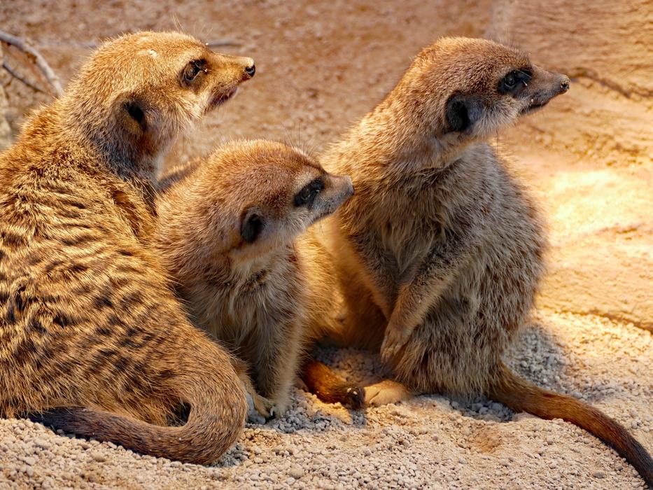 Meerkat Rodent Zoo