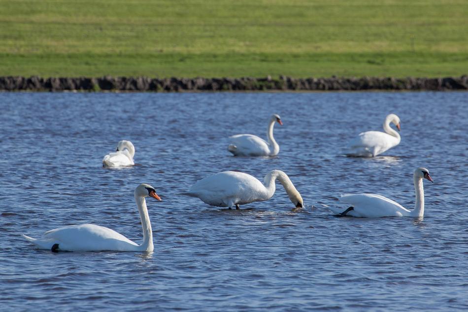 Swan Swans Water