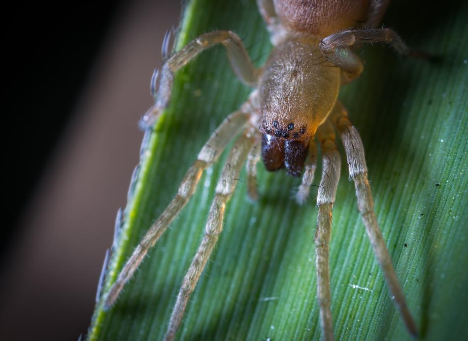 Insect Bespozvonochnoe Spider free image download
