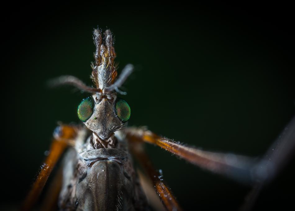 Insect Bespozvonochnoe Nature