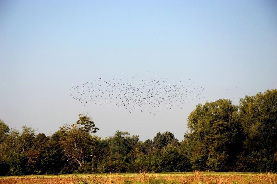 flock of birds in the field