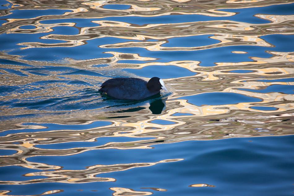 duck Water Bird swimming