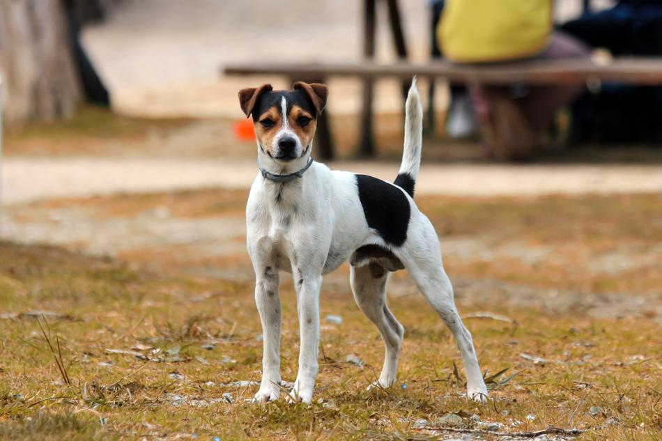 dog looking at the camera