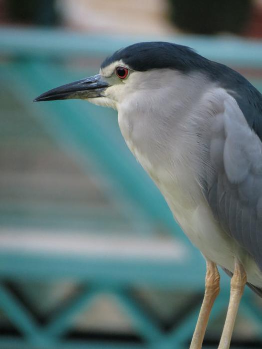 heron Bird by Water Lake