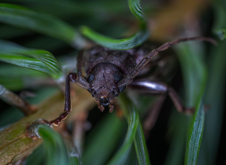 Insect Bespozvonochnoe Nature