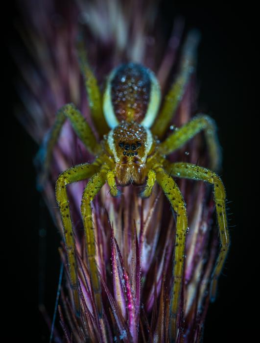 a green spider on a purple flower.