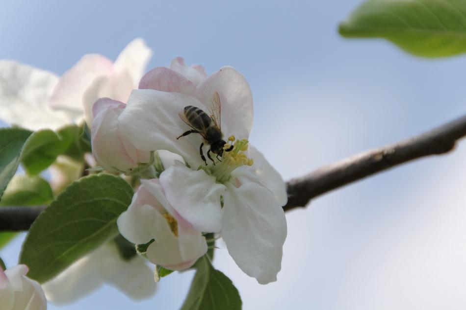Apple Blossom Bee Spring