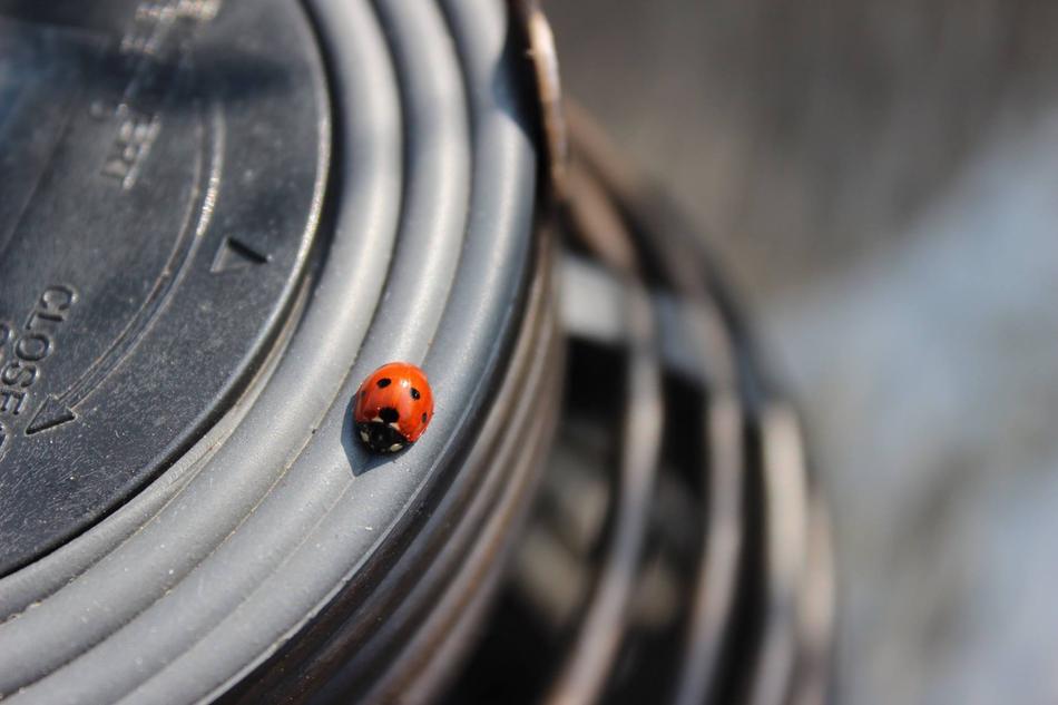 Beetle Ladybug Animal