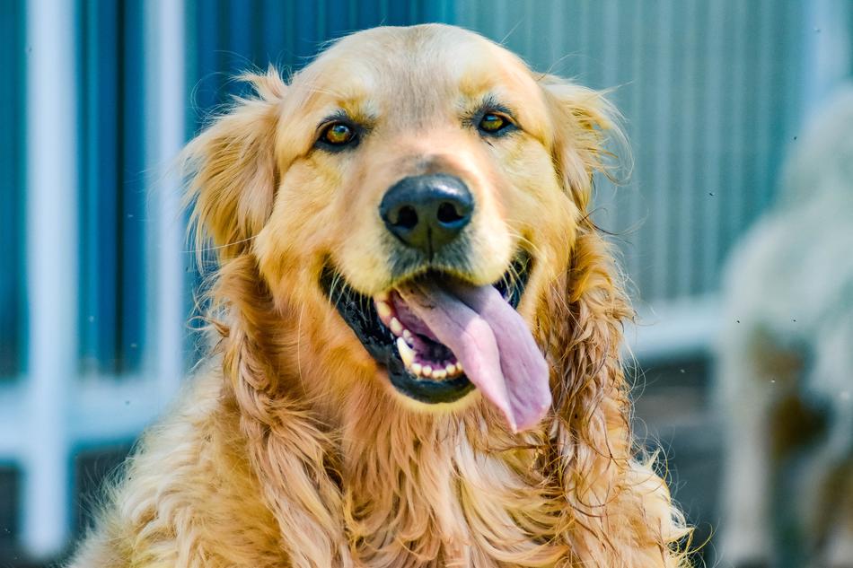 fluffy dog with a long tongue pet