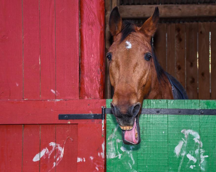 Horse Box Grimace