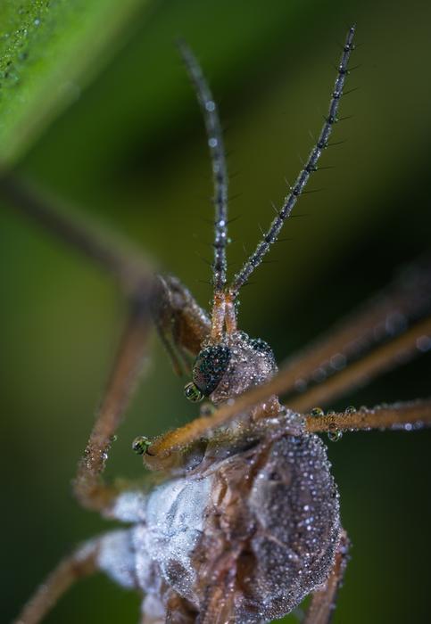 Insect Outdoors Nature