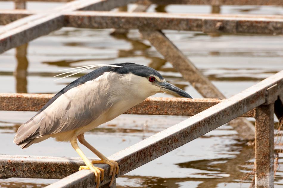 Night Heron Bird
