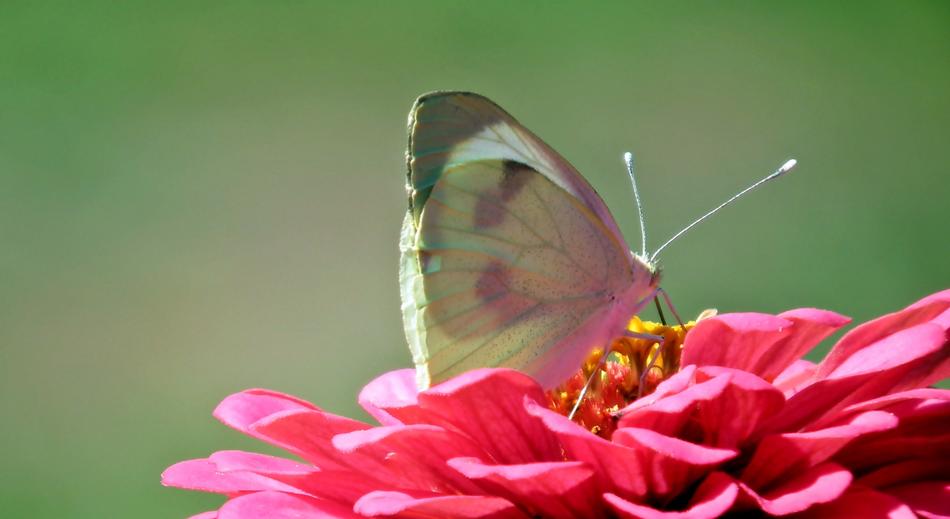 Butterfly Insect on pink Flower macro photo
